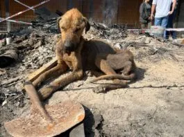 Preocupante realidad: Más de 200 animales fueron hallados bajo deplorables condiciones en refugio de Curicó