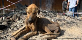 Preocupante realidad: Más de 200 animales fueron hallados bajo deplorables condiciones en refugio de Curicó