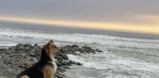 La historia del hachiko peruano, “Vaguito”, llega a la pantalla grande