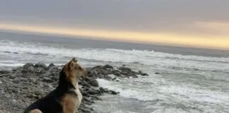 La historia del hachiko peruano, “Vaguito”, llega a la pantalla grande