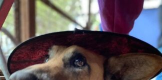 ¡Súmate a la campaña del abuelito “Orejas” y ayudemos entre todos a salir adelante al can ¡