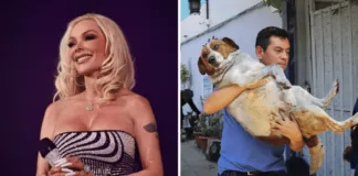 Simplemente genial: Conocida cantante realizó millonaria donación para los perros y gatos damnificados tras los incendios en la región de Valparaíso