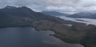 “A Salmon Nation”: El documental contra la salmonicultura que unió a Björk y Rosalía