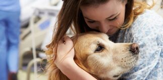 Denuncian cuentas falsas que recaudan fondos para animales