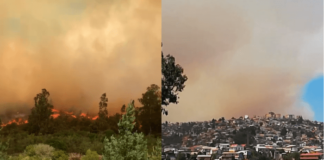 Hacen llamado a no olvidar a los animales de compañia, al momento de evacuar a causa de un incendio forestal