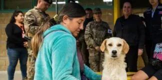 Más de 120 animales han sido atendidos en el Hospital Veterinario de campaña instalado en Quilpué, tras los incendios forestales