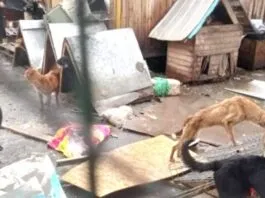 Solicitan la realización de sumarios contra diversas entidades, luego del hallazgo de más de 200 perros viviendo paupérrimamente en refugio de Curicó