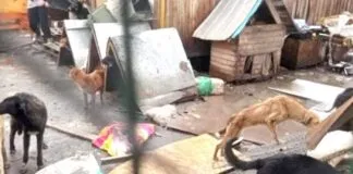 Solicitan la realización de sumarios contra diversas entidades, luego del hallazgo de más de 200 perros viviendo paupérrimamente en refugio de Curicó