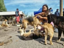 Tras pagar la fianza, sale de la prisión preventiva mujer acusada por el maltrato animal de más de 200 animales en refugio de Curicó