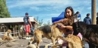 Tras pagar la fianza, sale de la prisión preventiva mujer acusada por el maltrato animal de más de 200 animales en refugio de Curicó