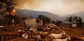 Más de 3.000 animales han sido atendidos en pocos días, tras los voraces incendios que afectaron la zona centro sur de Chile