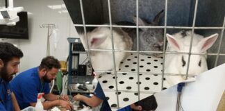 UDLA ofrece atención gratuita a animales afectados por los incendios y habilita su Sede Viña del Mar como centro de acopio