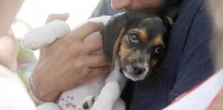 Donaciones por $128 millones a Colmevet han permitido atención de 5.009 mascotas y animales de granja afectados por los incendios forestales