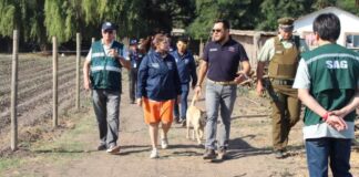 Suspenden jornada de coleo que buscaban realizarla en Paine