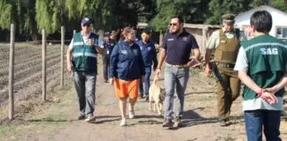 Suspenden jornada de coleo que buscaban realizarla en Paine