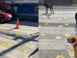 Buena iniciativa: Municipalidad de Panguipulli pintó huellitas en pasos peatonales para promover el respeto hacia los animales