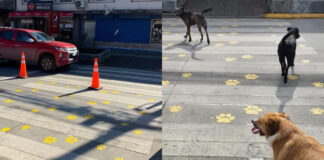 Buena iniciativa: Municipalidad de Panguipulli pintó huellitas en pasos peatonales para promover el respeto hacia los animales
