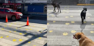 Buena iniciativa: Municipalidad de Panguipulli pintó huellitas en pasos peatonales para promover el respeto hacia los animales
