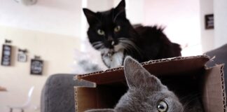 ¿De qué forma el enriquecimiento ambiental puede ayudar a nuestros peludos?, ¡súmate a un nuevo taller de Callejeritos de la Vega este sábado¡