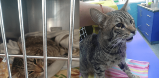 La historia de Brunito, un gatito rescatado del abandono con daño neurológico que requiere la ayuda de todos