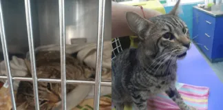 La historia de Brunito, un gatito rescatado del abandono con daño neurológico que requiere la ayuda de todos