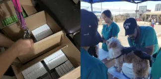 Llaman a retirar desparasitantes gratuitos para animales de compañia afectados por incendios en Viña del Mar y Quilpué