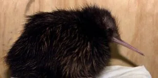 Nueva Zelanda abre su primer hospital exclusivamente para kiwis, las aves no voladoras endémicas del país