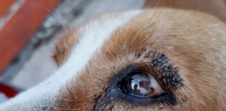 Todos podemos ayudar: Lanzan campaña a favor de los animales & personas afectadas en Quilpué y alrededores, a causa de los #incendiosforestales