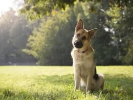 ¿Por qué los perros inclinan la cabeza hacía un lado?