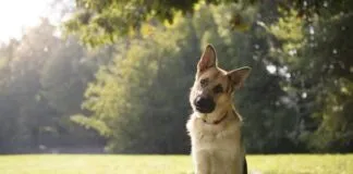 ¿Por qué los perros inclinan la cabeza hacía un lado?
