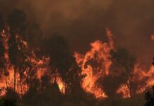 Gobierno llama a no abandonar animales en medio de las emergencias, luego de los incendios que han afectado la zona centro sur del país