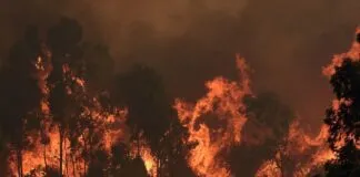 Piden apoyo para comprar vienesas de origen vegetal destinada a damnificados de los incendios forestales en Quilpué