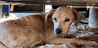 Crónica de una muerte anunciada: comienza la intervención del Refugio Matpet, luego de años de acusaciones de maltrato y negligencia animal