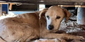Crónica de una muerte anunciada: comienza la intervención del Refugio Matpet, luego de años de acusaciones de maltrato y negligencia animal