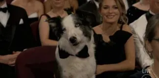 Messi, el perro actor de «Anatomía de una caída» , que refrescó una predecible entrega de los Oscars 2024