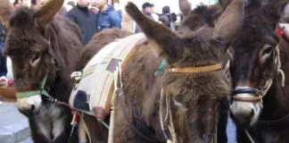 Salvan a más de 50 burros que fueron subastados en Italia: La mayoría habían sido declarados aptos para ser sacrificados