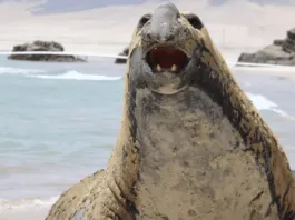La historia de Trompito, un elefante marino que encanta a Caldera