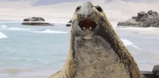 La historia de Trompito, un elefante marino que encanta a Caldera