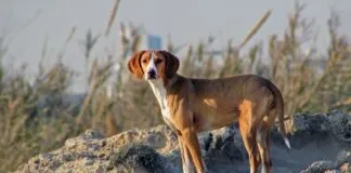Experta llama a rechazar proyecto de ley que busca autorizar la caza de los perros asilvestrados, argumentando graves deficiencias del mismo