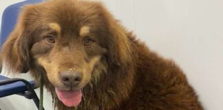 Encuentran a perro que sobrevivió cinco meses solo en la naturaleza