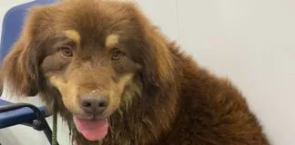 Encuentran a perro que sobrevivió cinco meses solo en la naturaleza