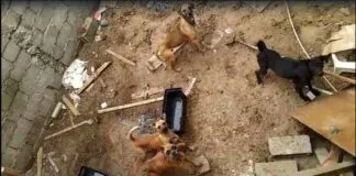 Rescatan cuatro perros que vivían bajo paupérrimas condiciones en Antofagasta