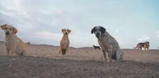 Perros Comunitarios en Chile: ¿cómo lo aborda nuestra legislación actual?
