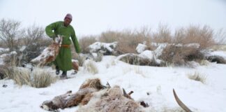 Casi 5 millones de animales murieron en el invierno más duro de Mongolia en medio siglo, dicen las agencias de ayuda