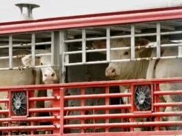 Triste realidad: Camión que trasladaba animales a matadero, termina volcado en Puente Malleco