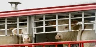 Triste realidad: Camión que trasladaba animales a matadero, termina volcado en Puente Malleco