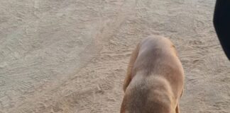 ¡Ayuda a CatDog a seguir ayudando a los animales de Quilpué y sus alrededores, aportando tus puntos de compra en Cencosud o Walmart¡