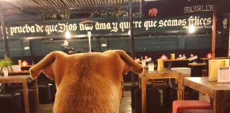 Inauguran menú petfriendly en conocido bar-restaurant ñuñoíno