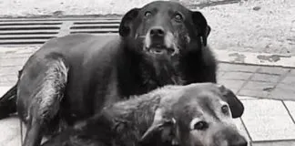 ¿Qué ha pasado con la investigación por la desaparición y asesinato de los perros comunitarios Caballita y Viejito en Valdivia?