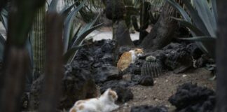 ONG agradece que 19 gatos del Palacio Nacional de México fueran declarados como «activos fijos»: Los cuidarán de por vida